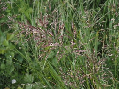 Foderlosta, Bromopsis inermis. .jpeg