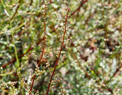 Fältmalört, Artemisia campestris ..jpeg