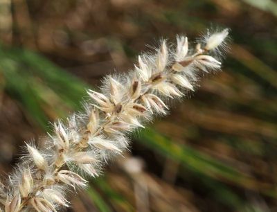 Grusskor, Melica ciliata