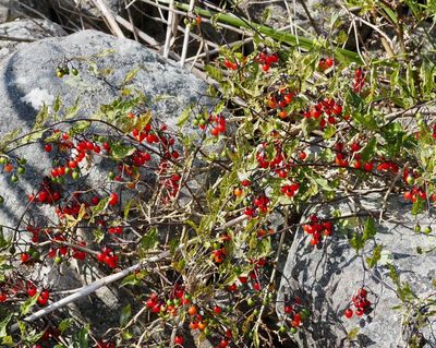 Besksta, Solanum dulcamara. jpeg