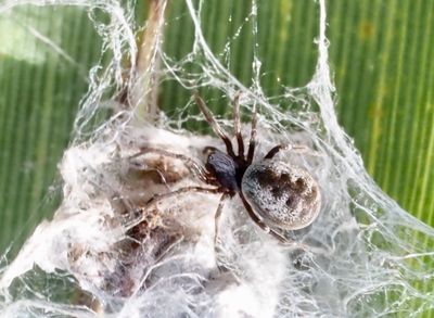 Meshweb spiders, Kardarspindlar, Dictynidae
