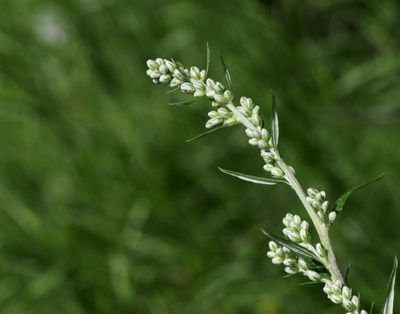 Gråbo, Artemisia vulgaris. jpeg