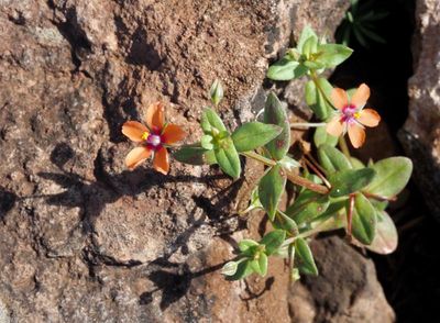 Viveväxter, Primulaceae