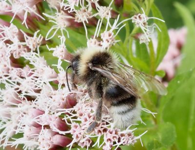 Humlor, Bombus
