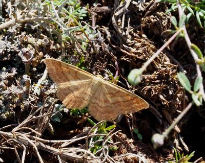 Idaea and Scopula geni, Lövmätare