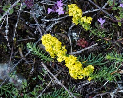 Måreväxter, Rubiaceae