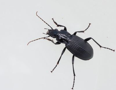 Pterostichus genus, svartlöpare