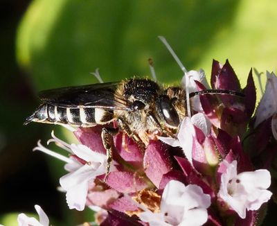 Kägelbanan, Coelioxys, Sharp-tail Bees