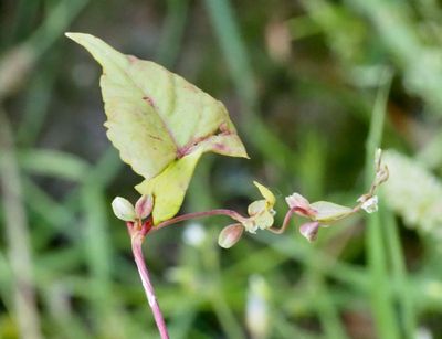 Åkerbinda, Fallopia convolvulus. jpeg