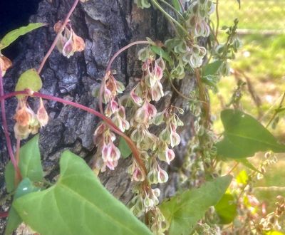Lövbiffar, Fallopia dumetorum. jpeg