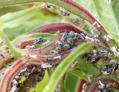 Aphis genus