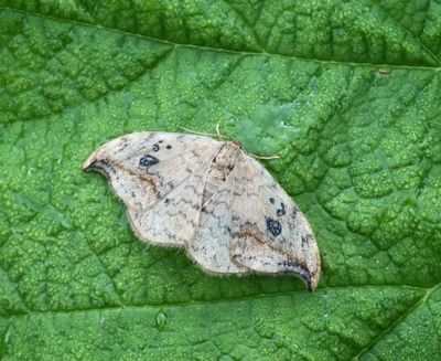 Thyatirids and Hooktips, Blekmaskspinnare och Sikelvingar (Thyatirinae, Drepanidae)