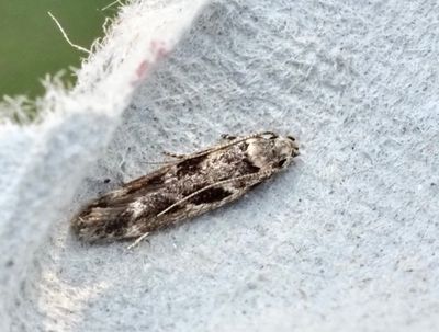 Stävmalar, Gelechiidae