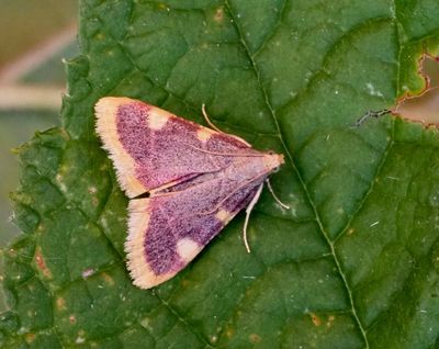 Snout Moths, Solmott (Pyralidae)