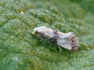 Cochylis genus