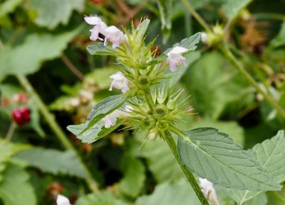 Lamiaceae, Kransblommiga växter