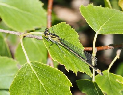 Swedish Damselflies (Zygoptera)