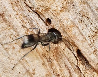 SPHECOID WASPS, ROVSTEKLAR, Spheciformes