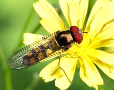 Syrphinae