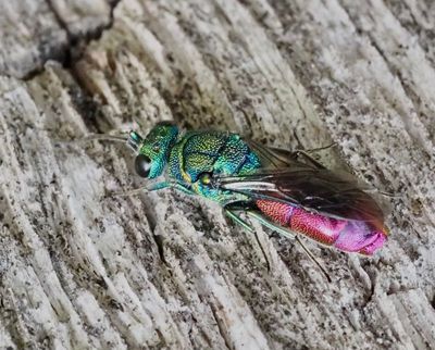 JEWEL WASPS, GULDSTEKLAR, Chrysidoidea