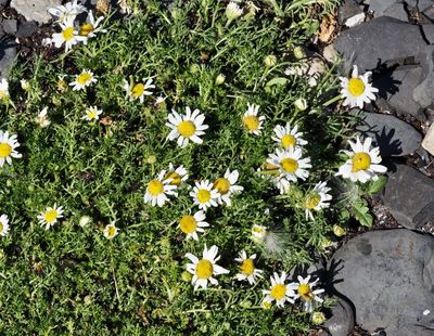 Åkerkulla, Anthemis arvensisjpeg
