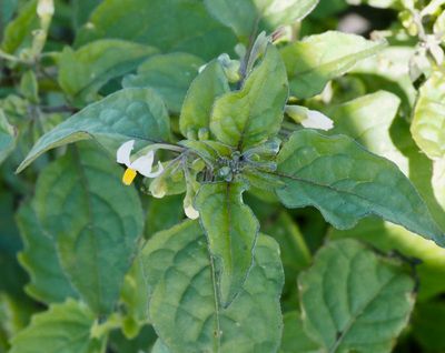 Potatisväxter, Solanaceae
