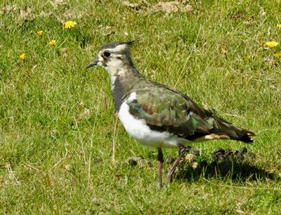 Lapwing, Tofsvipa, Vanellus vanellus