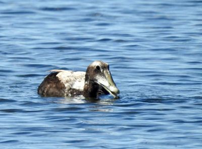 Eider duck, Ejder, Somateria mollissima