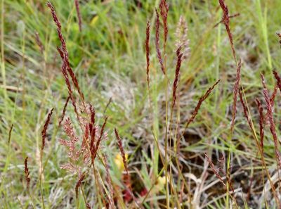 GRÄS, Poaceae