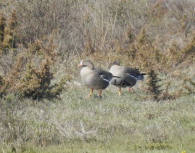 Swans, Geese and Ducks