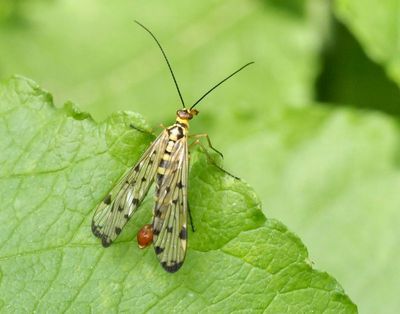 UNCLASSIFIED SWEDISH INSECTS