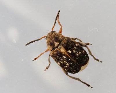 Bruchidae, Bean weevils, Bönbaggar