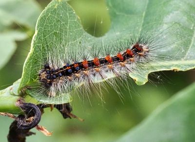 Lymantrid Moths, Tofsspinnare (Lymantriidae)