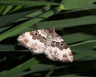 Fältmätare, Cidaria, Dysstroma, Plemyra, Pennithera ,Thera mm
