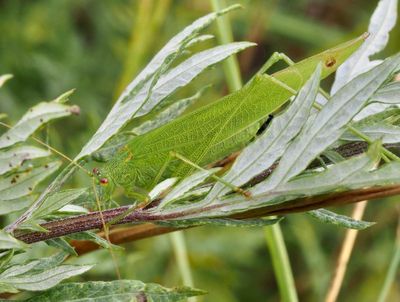 Swedish Crickets, Syrsor och Vårtbitare