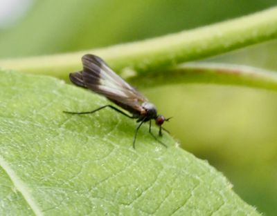 Dansflugor, Empididae