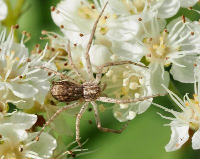 Running crab spiders, Snabblöparspindlar, Philodromidae
