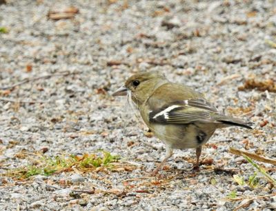 Sparrows, Finches, Crossbills and Buntings