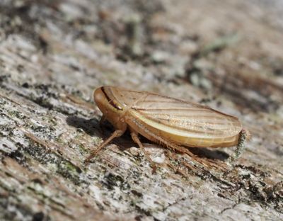 Leafhoppers, Dvärgstritar (Cicadellidae)