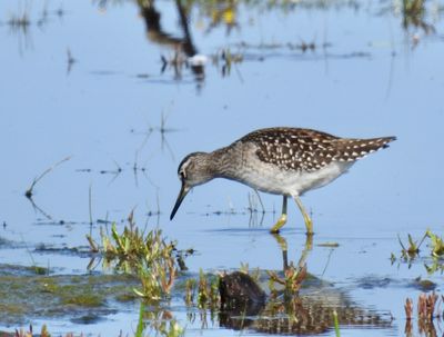 Wood Sandpiper, Grönbena, Tringa glareola