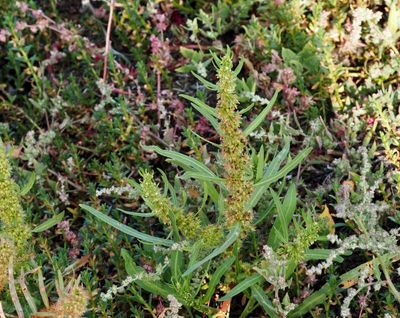 Strandskräppa, Rumex maritima. jpeg