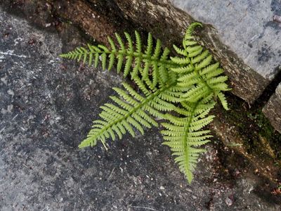 Lundbräken, Dryopteris dilatata. jpeg