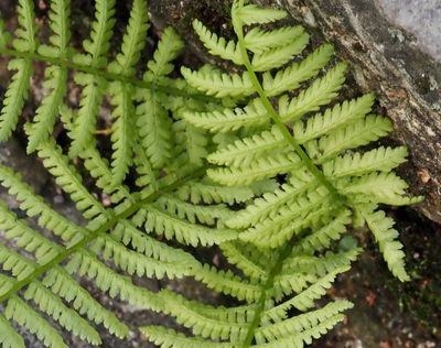 Lundbräken, Dryopteris dilatata. .jpeg