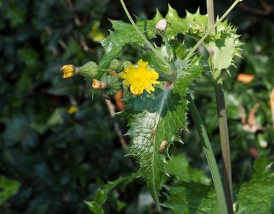 Svinmolke, Sonchus asper