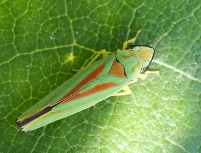 Rhododendronstrit, Graphocephala fennahi