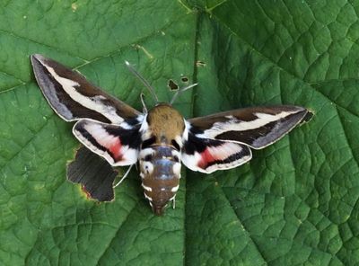 Hawk-moths in Sweden, svärmare, (Sphingidae)