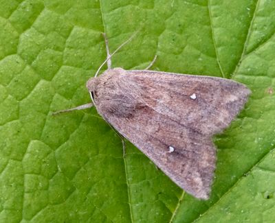 Mythimna genus, Gräsflyn