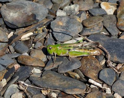 Swedish Grasshoppers, Torngräshoppor, Markgräshoppor