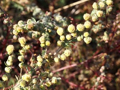 Stenmalört, Artemisia rupestris. .jpeg