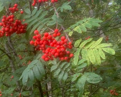 Rönn, Sorbus aucuparia. jpeg
